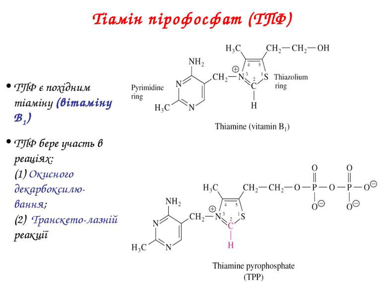 Тіамін пірофосфат (ТПФ) ТПФ є похідним тіаміну (вітаміну B1) ТПФ бере участь ...