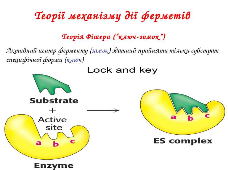 Теорії механізму дії ферметів Теорія Фішера (“ключ-замок”) Активний центр фер...