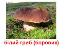 білий гриб (боровик)