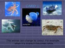 CARD 1 This animal can change its colour. For example, when it is scared it b...
