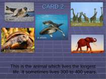 CARD 2 This is the animal which lives the longest life. It sometimes lives 30...