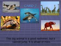 CARD 2 This big animal is a good swimmer, but it cannot jump. It is afraid of...