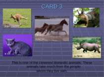 CARD 3 This is one of the cleverest domestic animals. These animals take much...