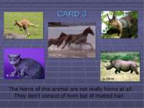 CARD 3 The horns of this animal are not really horns at all. They don’t consi...