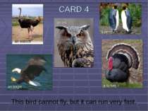 CARD 4 This bird cannot fly, but it can run very fast. an ostrich an owl an e...