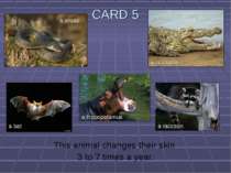 CARD 5 This animal changes their skin 3 to 7 times a year. a snake a bat a hi...