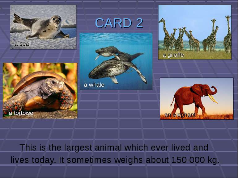 CARD 2 This is the largest animal which ever lived and lives today. It someti...
