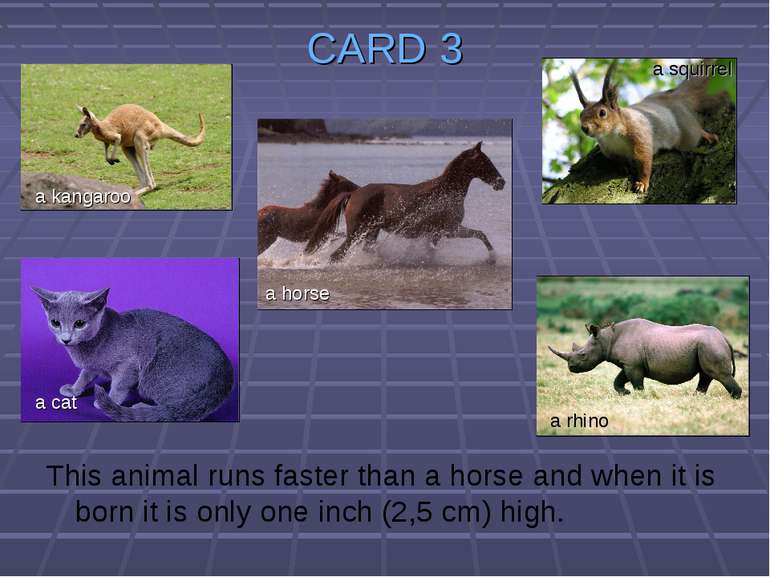 CARD 3 This animal runs faster than a horse and when it is born it is only on...