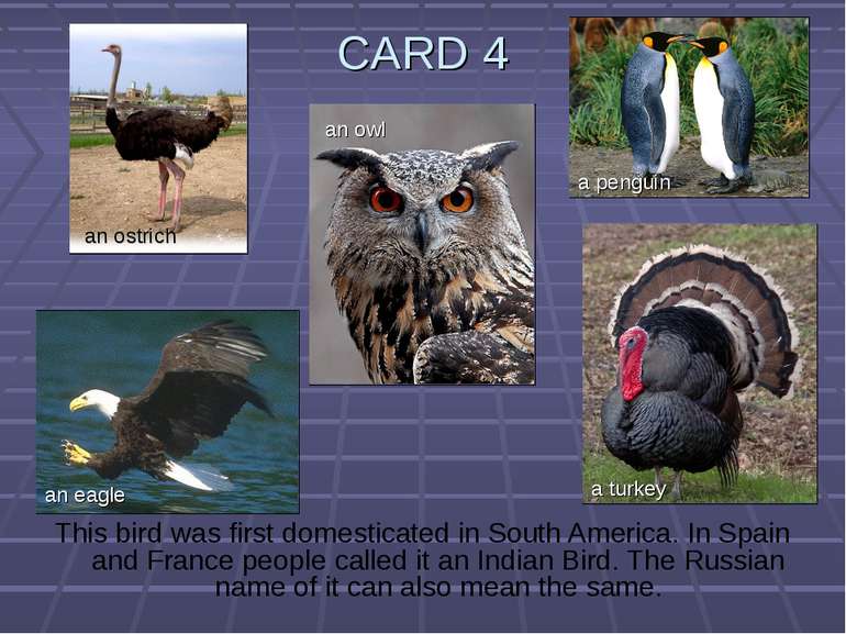 CARD 4 This bird was first domesticated in South America. In Spain and France...