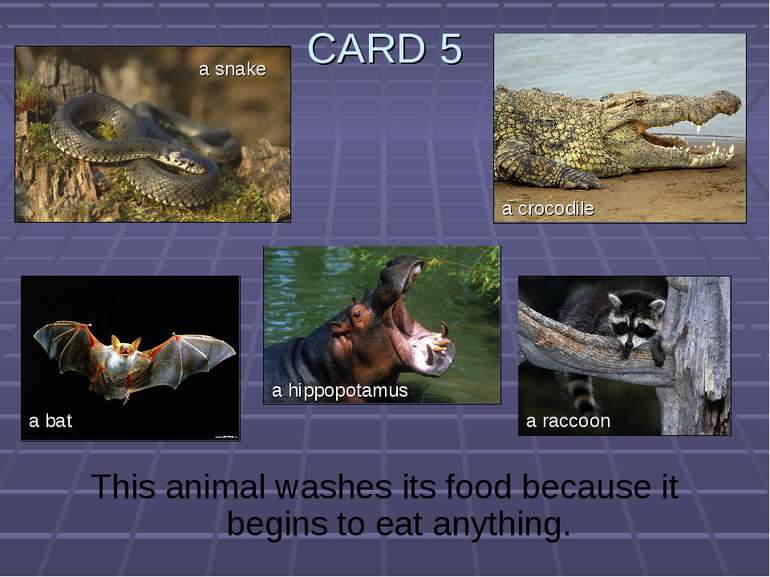 CARD 5 This animal washes its food because it begins to eat anything. a snake...