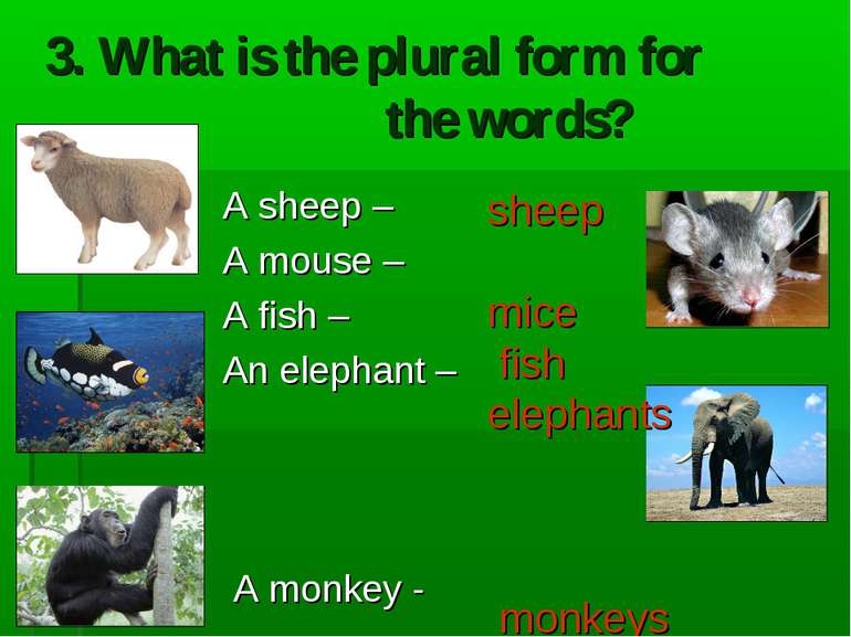 3. What is the plural form for the words? A sheep – A mouse – A fish – An ele...