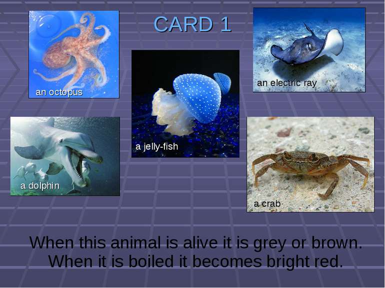 CARD 1 When this animal is alive it is grey or brown. When it is boiled it be...