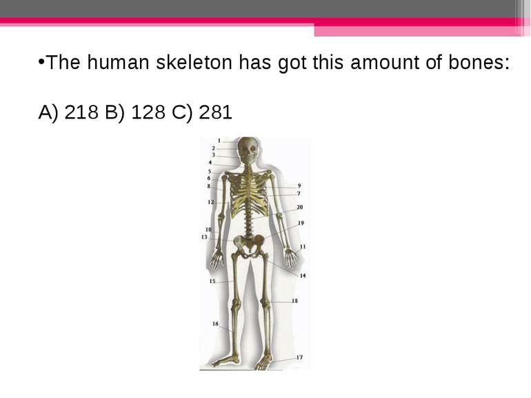 The human skeleton has got this amount of bones: A) 218 B) 128 C) 281