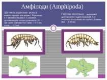 Амфіподи (Amphipoda) Гмеліна маленька - додатковий джгутик антен І одночленик...