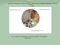 Рис. 14 Динаміка забарвлення листової пластинки у Acer palmatum ‘Atropurpurea...