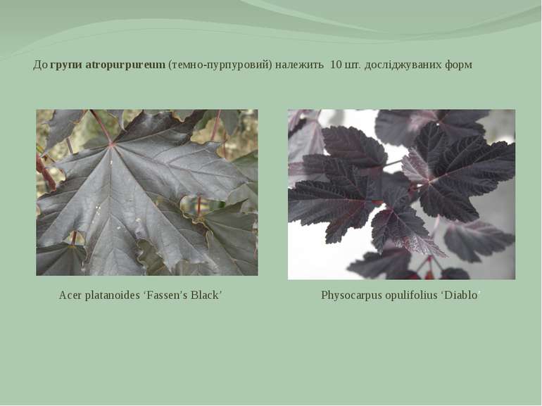 До групи atropurpureum (темно-пурпуровий) належить 10 шт. досліджуваних форм ...