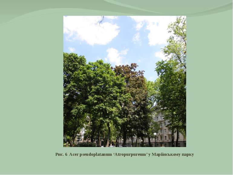 Рис. 6 Acer pseudoplatanum ‘Atropurpureum’ у Маріїнському парку