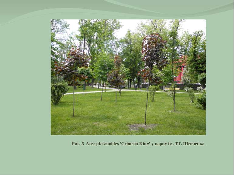 Рис. 5 Acer platanoides ‘Crimson King’ у парку ім. Т.Г. Шевченка