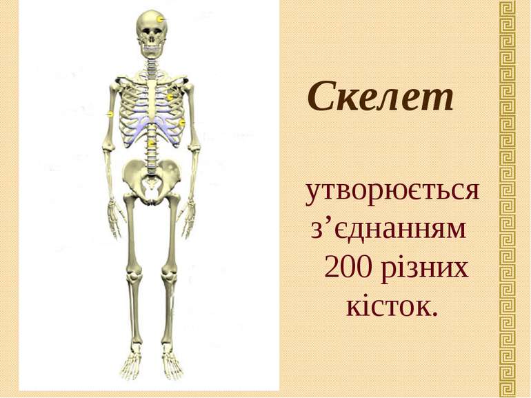 Скелет утворюється з’єднанням 200 різних кісток.