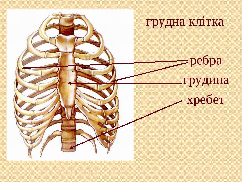 Показать ребра человека. Строение ребра. Ребра человека анатомия. Грудная клетка ребра. Строение грудной клетки.