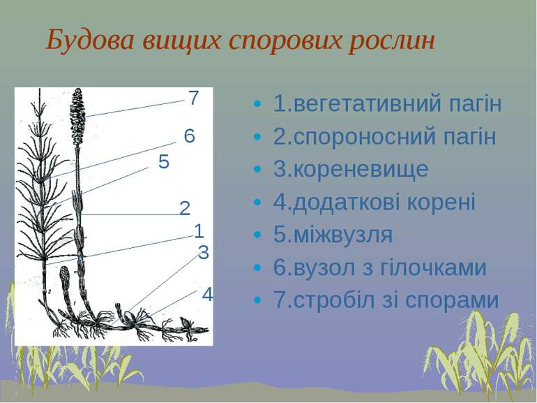 Будова вищих спорових рослин 1.вегетативний пагін 2.спороносний пагін 3.корен...