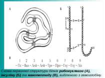 Схема первинної структури білків рибонуклеази (А), інсуліну (Б) та нанопептид...