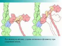 Рух молекули міозину уздовж актинового філаменту при скороченні м'язів.