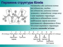 Первинна структура білків Пептидна або амінокислотна послідовність, тобто пос...