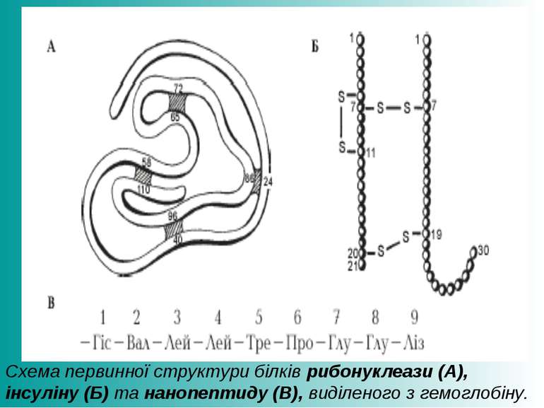 Схема первинної структури білків рибонуклеази (А), інсуліну (Б) та нанопептид...