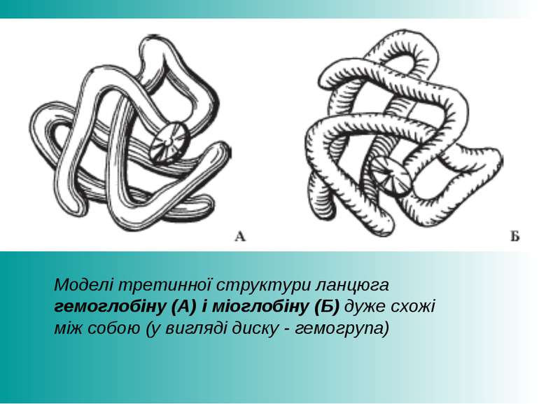 Моделі третинної структури ланцюга гемоглобіну (А) і міоглобіну (Б) дуже схож...