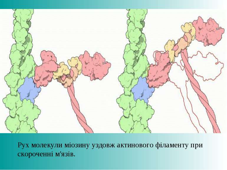 Рух молекули міозину уздовж актинового філаменту при скороченні м'язів.