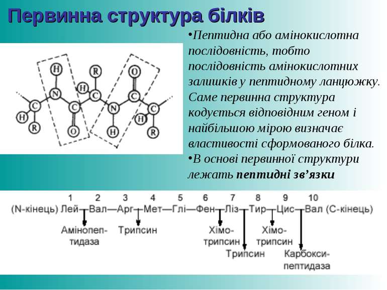Первинна структура білків Пептидна або амінокислотна послідовність, тобто пос...
