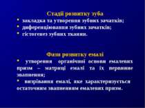 Стадії розвитку зуба закладка та утворення зубних зачатків; диференціювання з...