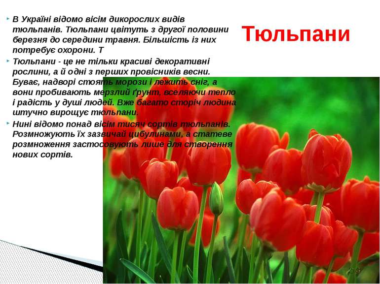 В Україні відомо вісім дикорослих видів тюльпанів. Тюльпани цвітуть з другої ...