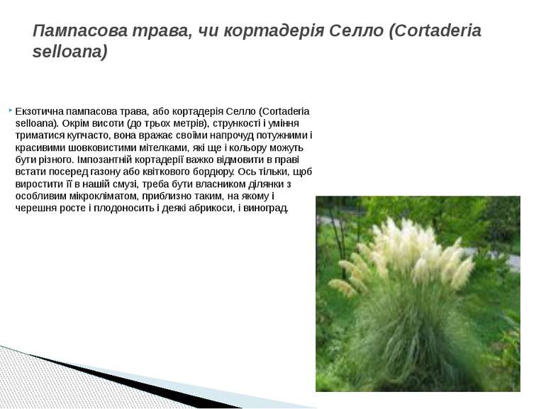 Екзотична пампасова трава, або кортадерія Селло (Cortaderia selloana). Окрім ...
