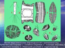 Масові види планктонних мікроводоростей з прибережних вод Аргентинських остро...