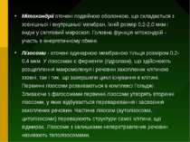 Мітохондрії оточені подвійною оболонкою, що складається з зовнішньої і внутрі...