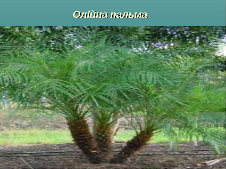 Олійна пальма