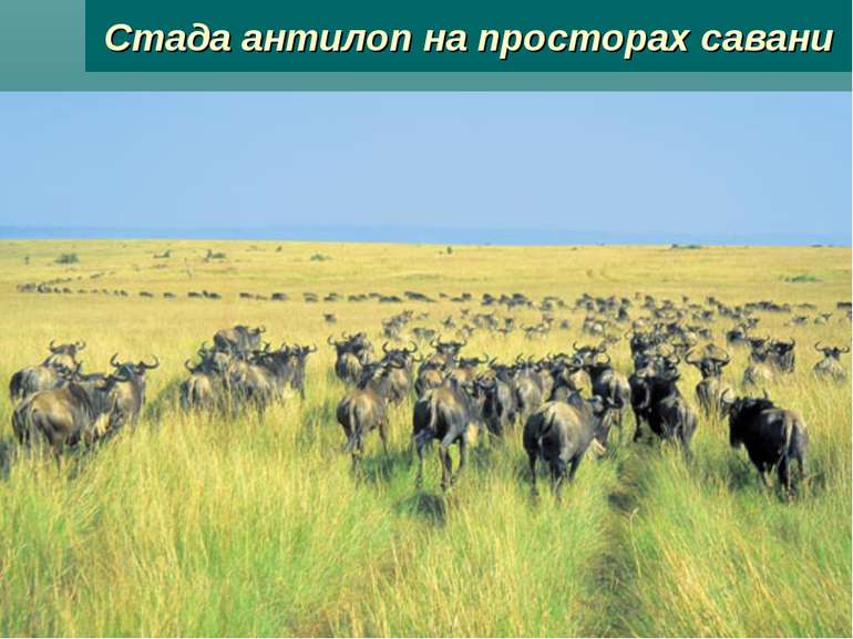 Стада антилоп на просторах савани