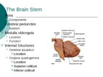 The Brain Stem Pons Components Cerebral peduncles location Medulla oblongata ...