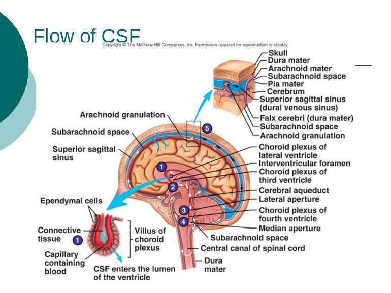 Flow of CSF