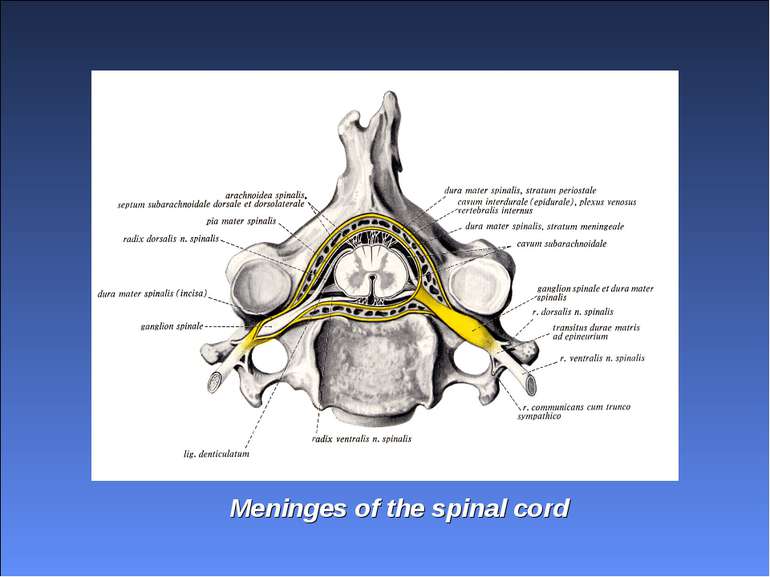 Meninges of the spinal cord