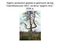 Єдине залишене дерево в декількох км від Чорнобильської АЕС, на місці "рудого...