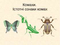 Комахи. Істотні ознаки комах