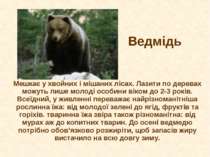 Ведмідь Мешкає у хвойних і мішаних лісах. Лазити по деревах можуть лише молод...