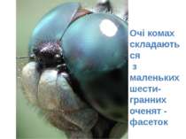 Очі комах складаються з маленьких шести-гранних оченят - фасеток