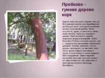 Пробкове - гумове дерево корк Дерево корк вже давно відомо тим, що його викор...