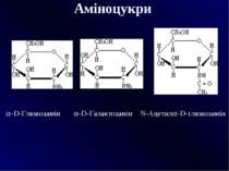 Аміноцукри   -D-Глюкозамін -D-Галактозамін N-Ацетил -D-глюкозамін