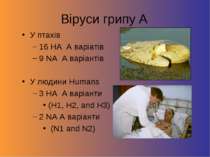 Віруси грипу А У птахів 16 HA A варіатів 9 NA A варіантів У людини Humans 3 H...