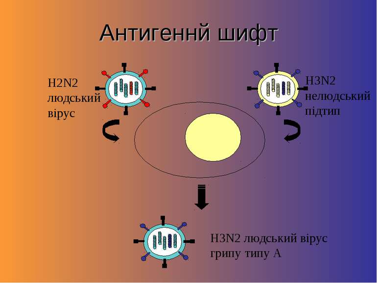 Антигеннй шифт H2N2 людський вірус H3N2 нелюдський підтип H3N2 людський вірус...
